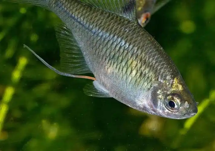 雄鱼|亚科_新浪新闻