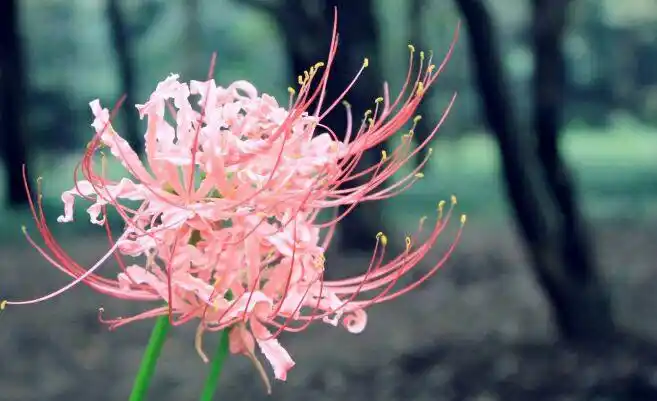 你了解彼岸花吗?点击这里来看看吧.