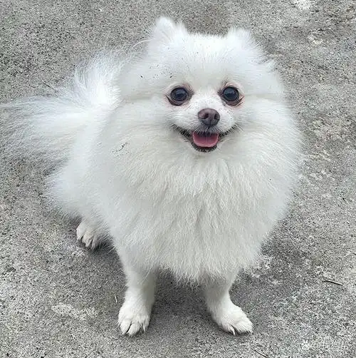 深圳市宝安区2000寻找白色博美犬