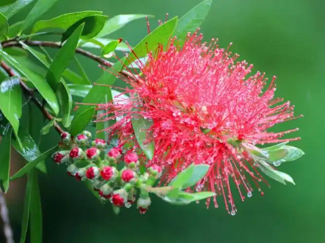 每日一花红千层