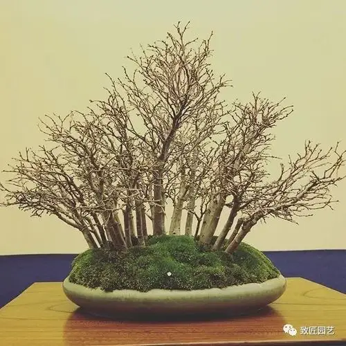 以上的杂木盆景,基本上罗列了我所知一些多数树种,还有一些杂木盆景没
