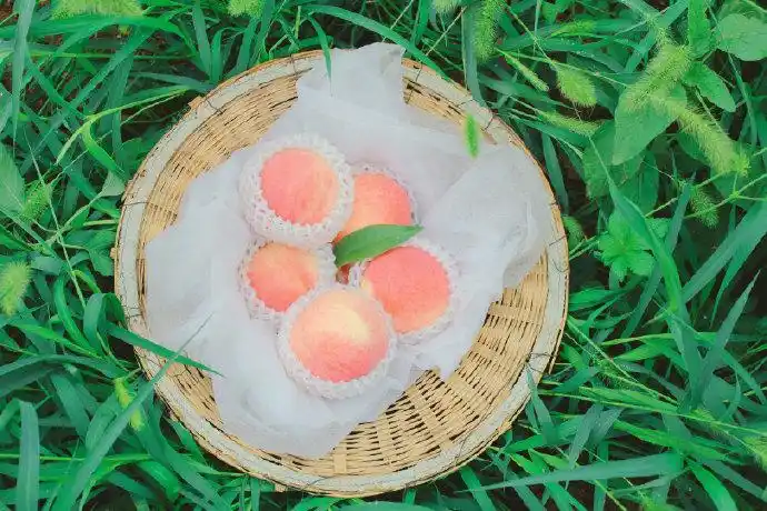 "新鲜的水蜜桃壁纸来啦~(这次附加了电脑壁纸)背景图#手机壁纸