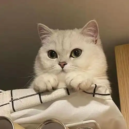 猫咪英短纯种银渐层金渐层爱心宠物活体包活幼成年猫咪