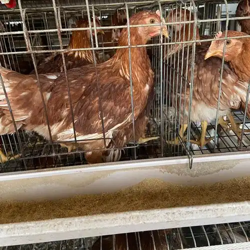 海兰褐脱温鸡60天脱温鸡蛋鸡苗15斤海兰褐