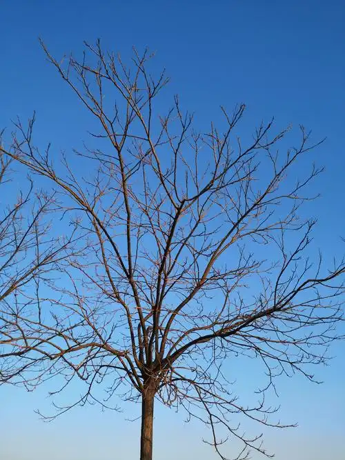 冬天树枝_风景_poco摄影,南方北方的冬