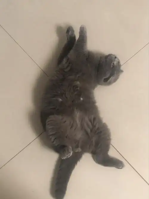 都说折耳猫会得什么软骨病 需要怎样注意吗