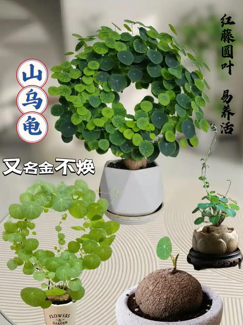 这款堇年造景创意水培山乌龟植物盆栽真是太可爱啦!