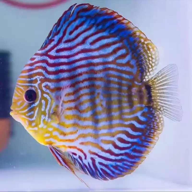 七彩神仙鱼,游弋在水中,色彩斑斓,如彩虹般美丽.短视频中,它 - 抖音