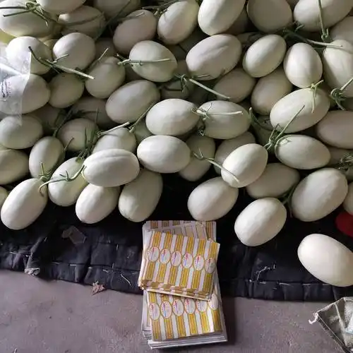 [白金蜜瓜批发]山东白金蜜瓜别名翠梨甜瓜口感佳颜色白价格1.