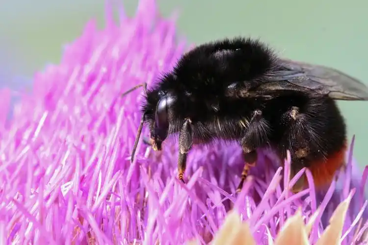 黑色超大蜜蜂图片1024x600分辨率查看