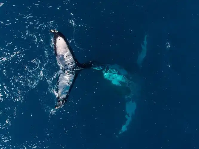 sky dreamer humpback whales
