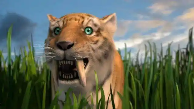 是什么样的变化导致了剑齿虎的灭绝?在自然面前的无奈与无力