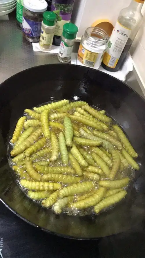 橙伯乐豆虫山东豆虫豆丹豆虫活体豆虫即食炸豆虫活豆虫豆青虫三斤保温
