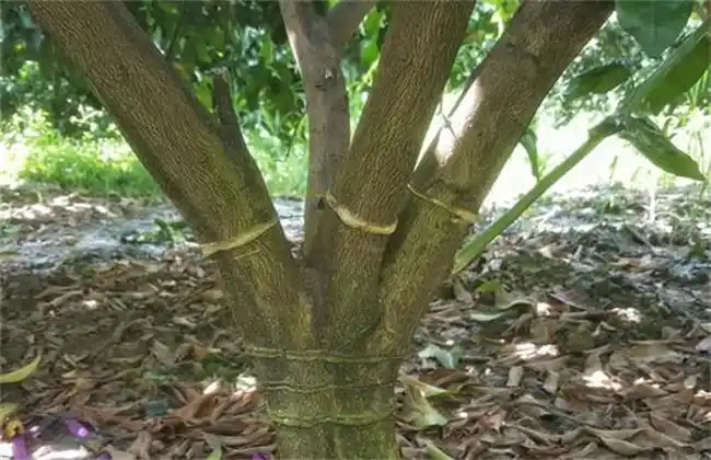 沙糖桔环割方法及注意事项