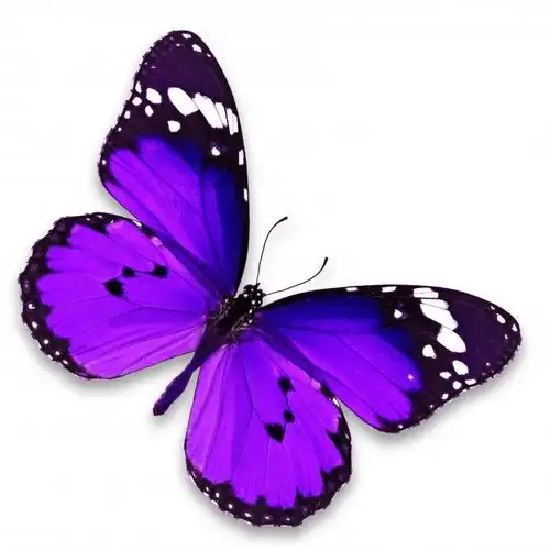 漂亮彩色的蝴蝶图片第3张