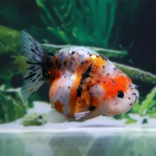 琅河水族 观赏鱼金鱼活体冷水鱼宠物鱼 兰寿精选 五花兰寿(1条) 6-8cm