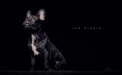 黑色法斗(第一次试拍宠物)