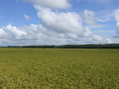 难忘的八五二之行(三十)——参观二分场农机场,万亩水稻示范田