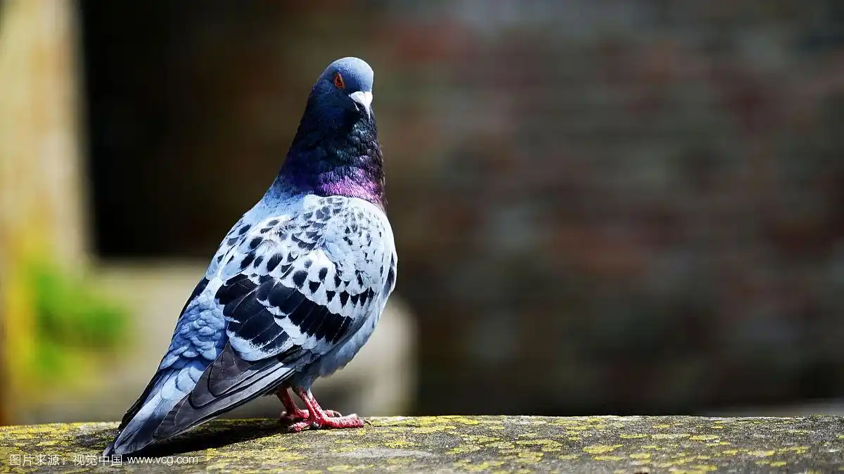 单只鸽子照片