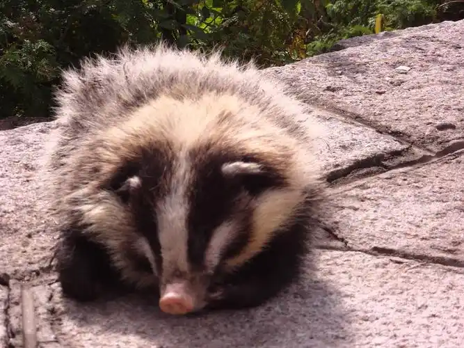 p>猪獾(学名: i>arctonyx collaris /i>),别称沙獾,山獾,是鼬科,猪獾