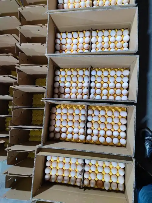 郑州黄河滩散养柴鸡蛋