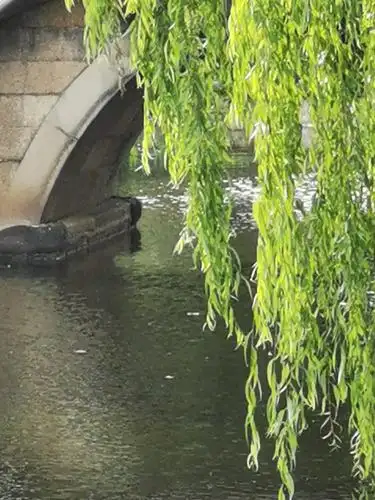 桥边垂柳,依偎伟岸.