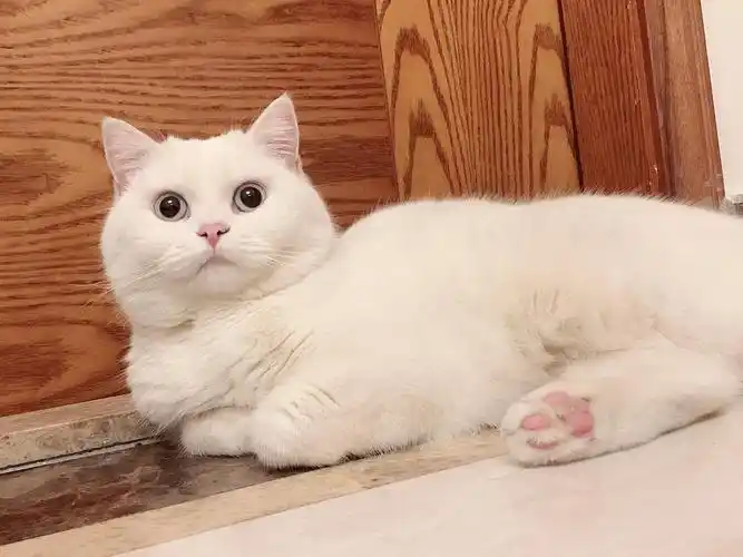 我是妈妈,有点婴儿肥,是立耳纯白英短喔