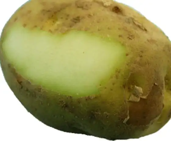 变绿的土豆丨来源:india2australia