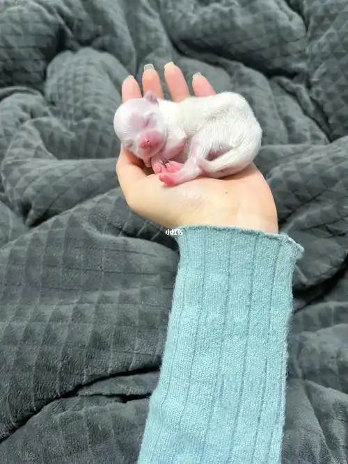 见过刚生下来的崽崽来来ee们快来围观吧#red爱宠乐园  #可爱的博美犬