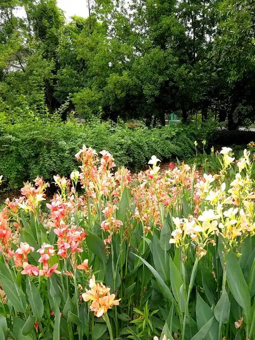 夏花之水生美人蕉