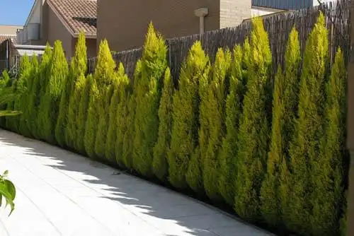 黄金柏与洒金柏区别