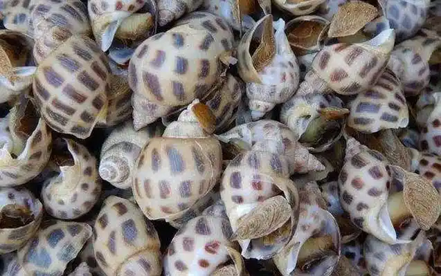 东风螺是什么螺?
