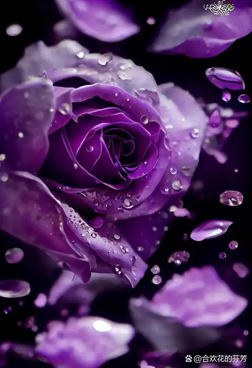 紫色玫瑰花,代表着成熟的爱,浪漫真情,珍贵独特,深深的爱,永恒的爱