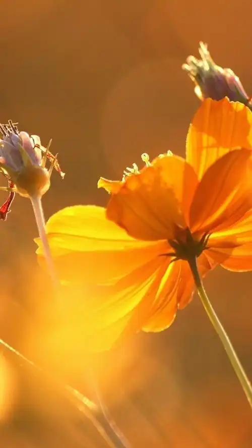 阳光下的花朵,耀眼的壁纸