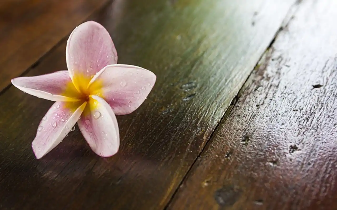 唯美小清新纯白素雅美丽鸡蛋花桌面壁纸(二)