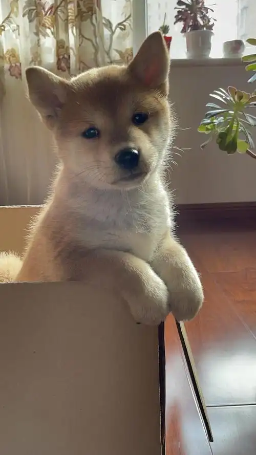 柴犬幼犬刚到家来半夜嗷嗷叫怎么办已解决附赠小狗靓照