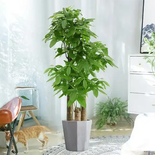 发财树客厅盆栽大办办公办公室室内植物步步高甲醛大型绿植