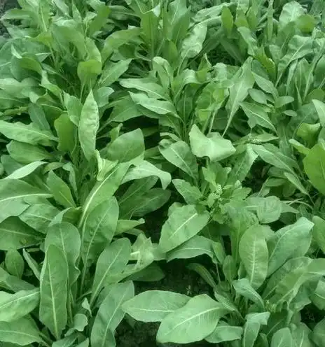 奥斯曼草能生发吗 奥斯曼草对睫毛有用吗