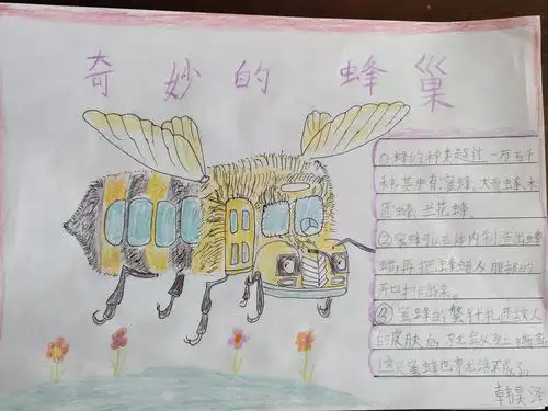 神奇校车-奇妙的蜂巢