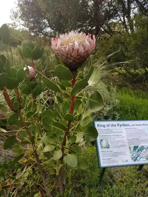 帝王花,南非的国花.