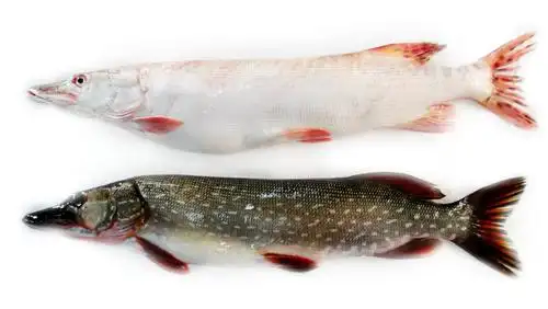 "额河"有机野生鱼