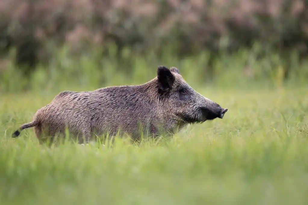野猪在野外.,野猪在野生环境中,波兰的森林里.