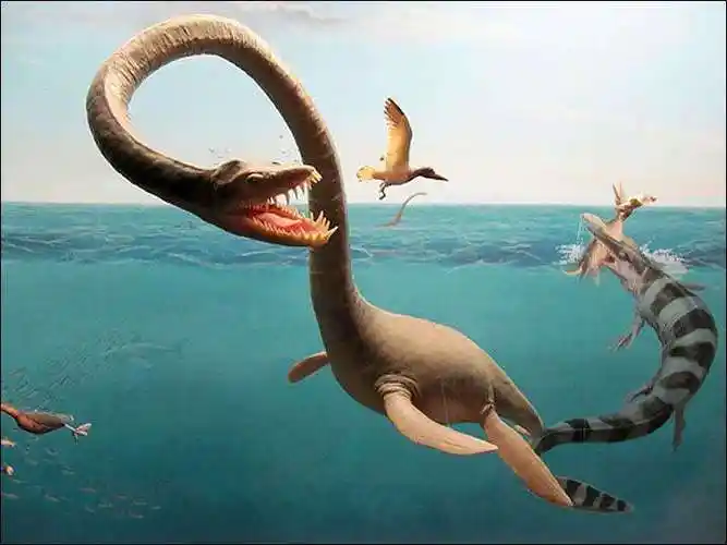 鲨鱼进化的悲歌鲨鱼进化