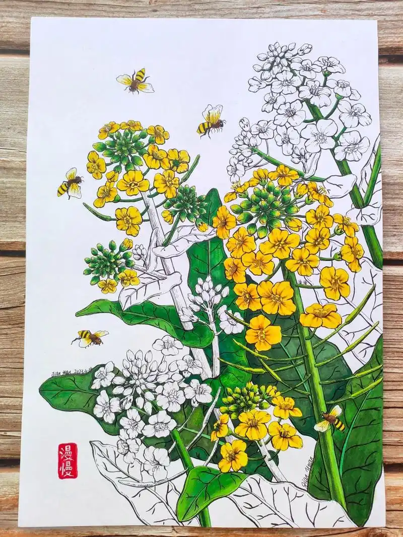 油菜花马克笔绘画线描春天插画装饰画原创 又是一幅小碎花,画到手抽筋
