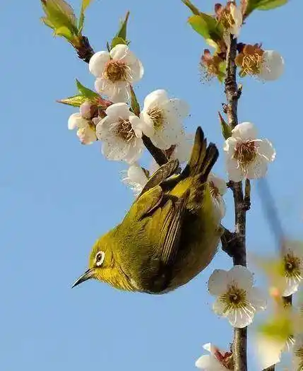鸟语花香图欣赏