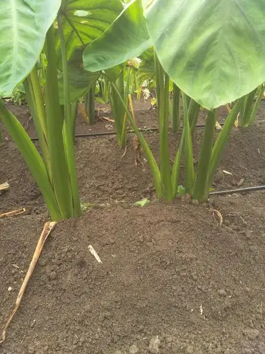 供应大厅  蔬菜 芋头 商品属性 品种名:崇明香芋 商品详情 稀有地方