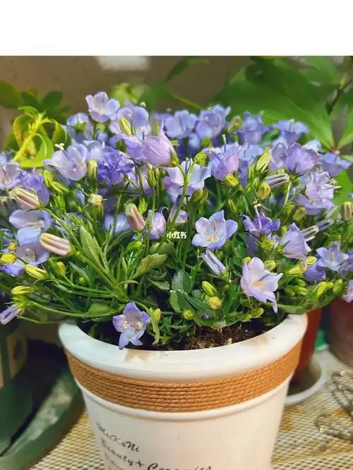 丹麦风铃草-一周后还活着吗?