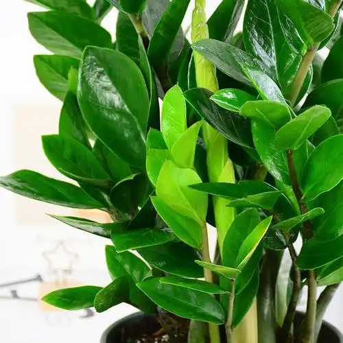 金钱树盆栽植物室内钱串子招财客厅办公室绿植花卉四季常青发财树