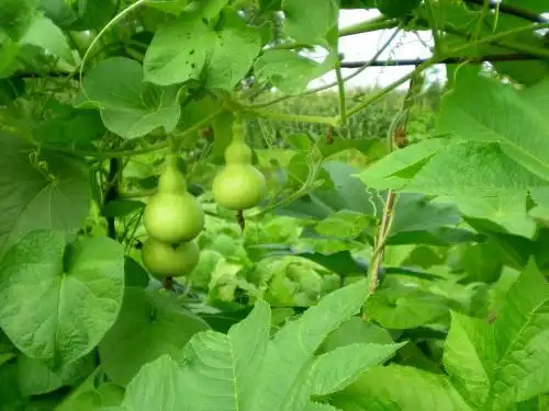 葫芦的叶子是什么样子的?上图最好!