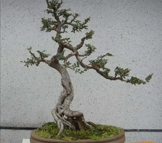 榆树在水肥的作用下枝叶生长得很快,在其生长期间要经常进行修剪造型